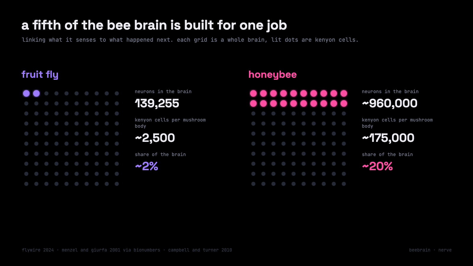 fruit fly vs honeybee: share of the brain spent on kenyon cells