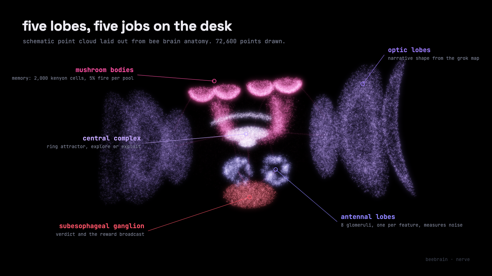five lobes, five jobs on the desk