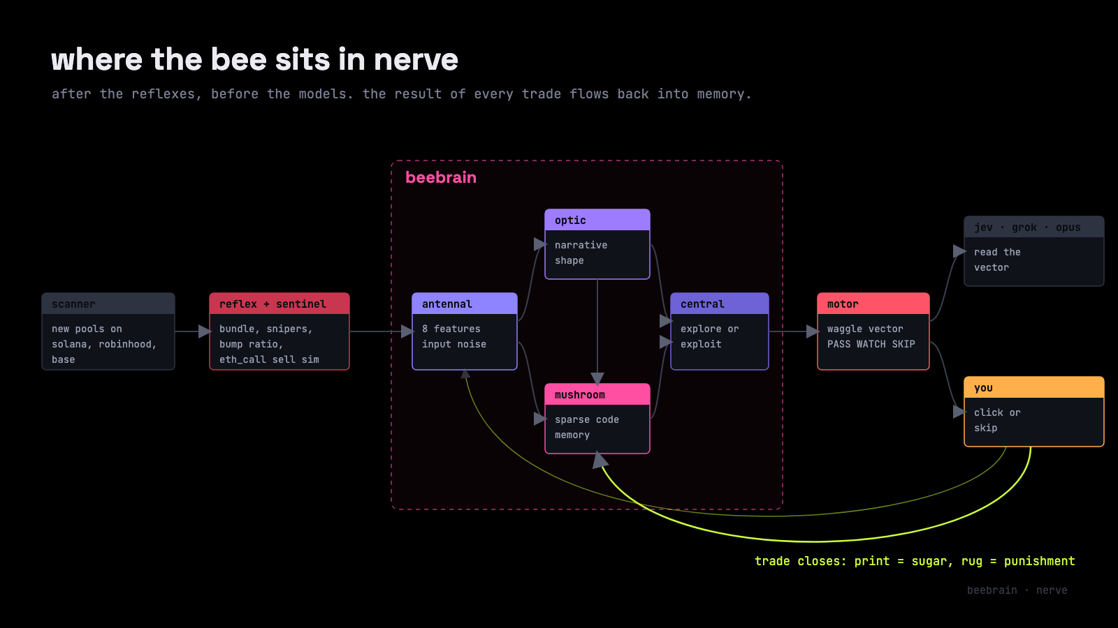 pipeline diagram: scanner, then reflex and sentinel, then the five beebrain lobes, then jev, grok, opus and you. closed trades flow back into memory as sugar or punishment.